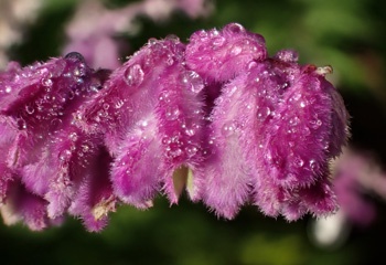 P5155139a.jpg
